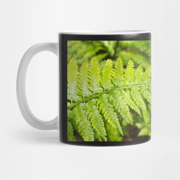 fern by sma1050